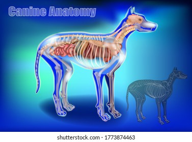 Canine Anatomy. Veterinary Chart 3D. The Dog's Body Systems Internal Organs. X-Ray