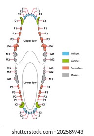 canine dentition chart
