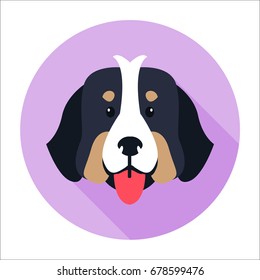 Canine face of Bernese Mountain Dog flat and shadow theme on purple circle background. Heavy swiss highland and shepherd dogs shows red tongue. Close-up doggy head icon three-tone color, large size.