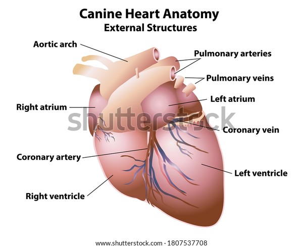 Canine Heart Anatomy Labels External Dog Stock Vector Royalty Free 1807537708