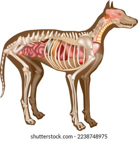 Canine Internal Anatomy Chart. Anatomy of dog with inside organ structure examination vector illustration. Canine skeleton veterinary. Anatomy