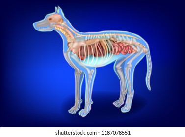 Canine Internal Organs and Skeleton. Dog Anatomy. The Dog's Body Systems 