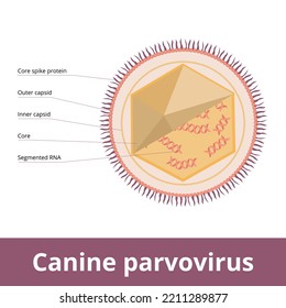 Canine Parvovirus. The Contagious Virus Mainly Affects Dogs. Viral Cell Structure: Core, Outer And Inner Capsid, Spike Proteins, And Double Stranded Segmented RNA.