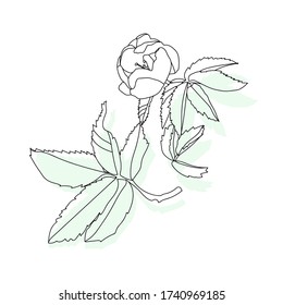 Canker-rose. Pattern.Vector.image on a white and color background.