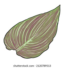 Canna aquatic plant leaf. Named as Bengal Tiger, yellow and green striped leaves. Botanical leaves. Vector. 