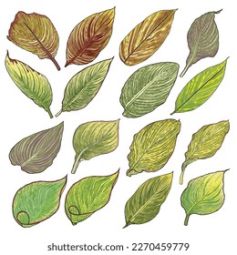 Juego de hojas de planta acuática canina. Denominada como Tigre de Bengala, colección de hojas rayadas amarillas y verdes. Hojas botánicas. Vector. 
