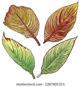 Canna aquatic plant leaf set. Named as Bengal Tiger, yellow and green striped leaves collection. Botanical leaves. Vector. 