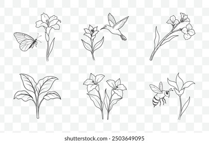 Canna Flower Line Art Vector Set Elegant and Detailed Illustrations for Creative Projects