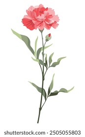 Canna Flower Vector Illustration. Minimal Canna lily