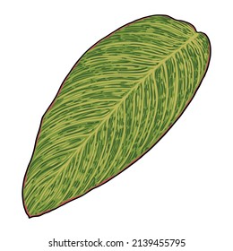 Canna Indica plant leaf. Exotic jungle domesticated house or city plant with striped lines. Vector.
