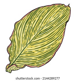 Canna Indica plant leaf. Exotic jungle domesticated house or city plant with striped lines. Vector.