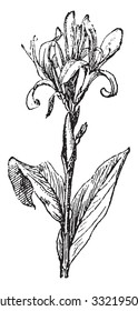 Canna Lily, vintage engraved illustration. Dictionary of words and things - Larive and Fleury - 1895.
