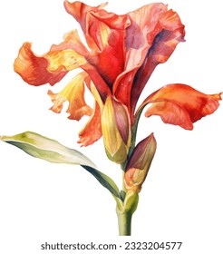 Canna Lily Watercolor illustration. Hand drawn underwater element design. Artistic vector marine design element. Illustration for greeting cards, printing and other design projects.