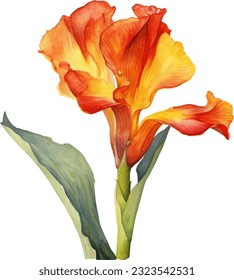 Canna Lily Watercolor illustration. Hand drawn underwater element design. Artistic vector marine design element. Illustration for greeting cards, printing and other design projects.