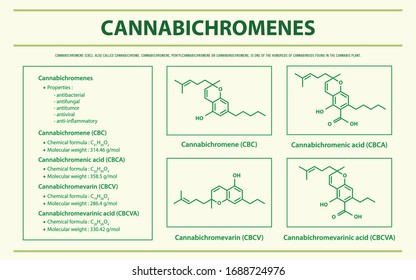 CBC de cannabis con Fórmulas Estructurales en Cannabis ilustración infográfica horizontal sobre el cannabis como medicina alternativa herbaria y terapia química, salud y vector de ciencia médica.