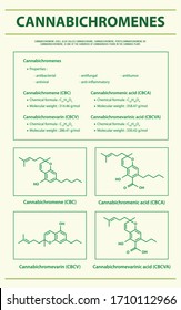 Cannabichromene CBC with Structural Formulas in Cannabis vertical infographic illustration about cannabis as herbal alternative medicine and chemical therapy, healthcare and medical science vector.