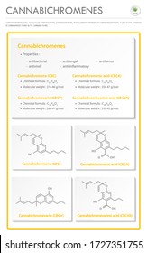 Cannabichromene CBC with Structural Formulas in Cannabis vertical business infographic illustration about cannabis as herbal alternative medicine and chemical therapy, healthcare and science vector.