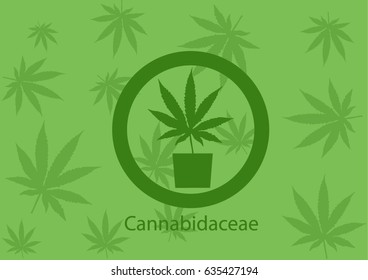 Cannabidaceae