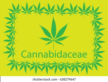 Cannabidaceae
