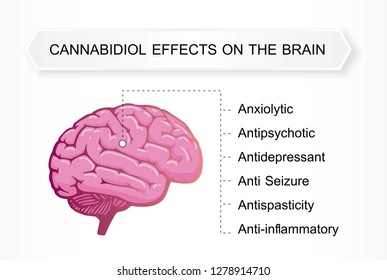 cannabidiol effects on the brain,effect on body,vector infographic on white background.