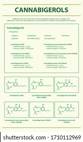 Cannabigerol CBG with Structural Formulas in Cannabis vertical infographic illustration about cannabis as herbal alternative medicine and chemical therapy, healthcare and medical science vector.