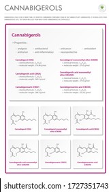 CBG de Cannabigerol con Fórmulas Estructurales en Cannabis ilustración infográfica comercial vertical del cannabis como medicina alternativa herbaria y terapia química, vector de ciencia médica de la salud.