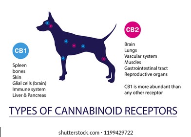 cannabinoid cb1 & cb2 receptor in the dog brain,types of cannabinoid receptors