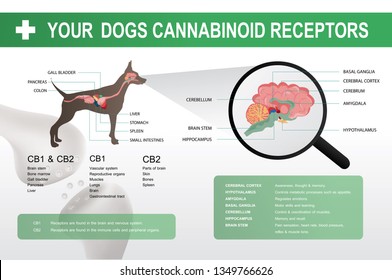 cannabinoid cb1 & cb2 receptor in the dog brain,vector infographic on white background and poster.
