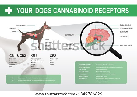 cannabinoid cb1 & cb2 receptor in the dog brain,vector infographic on white background and poster.