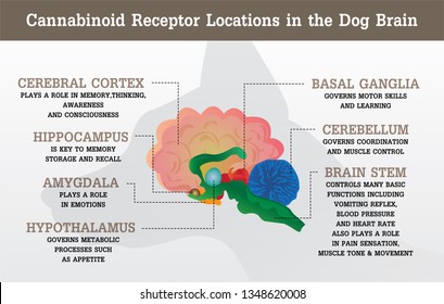 cannabinoid cb1 and cb2 receptor location of dog,vector infographic on white background and poster.