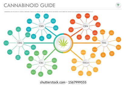 Cannabinoid Guide horizontal business infographic illustration about cannabis as herbal alternative medicine and chemical therapy, healthcare and medical science vector.