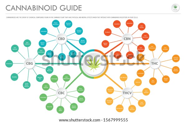 Cannabinoid Guide Horizontal Business Infographic Illustration Stock ...