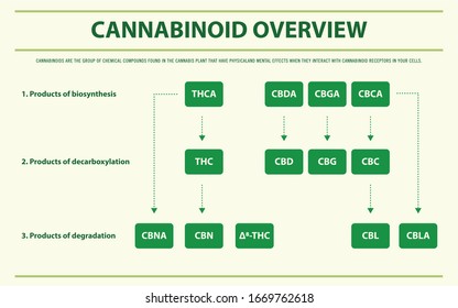 Cannabinoid Overview horizontal infographic illustration about cannabis as herbal alternative medicine and chemical therapy, healthcare and medical science vector.