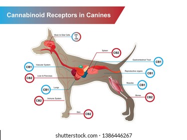 Cannabinoid receptors in Canines and CB1 and CB2 work.