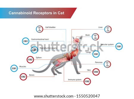 Cannabinoid receptors in Cat and CB1 and CB2 work.