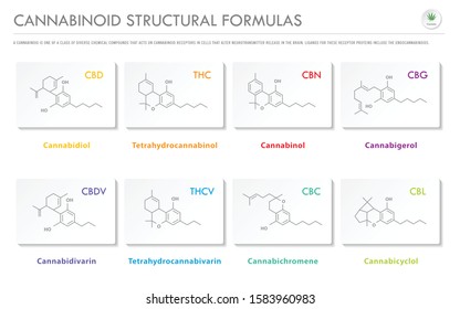 Cannabinoid Structural Formulas horizontal business infographic illustration about cannabis as herbal alternative medicine and chemical therapy, healthcare and medical science vector.