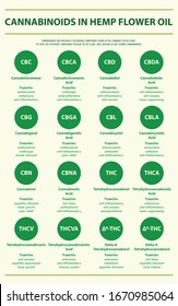 Cannabinoides en Aceite de Flor Hemp con Fórmulas Estructurales ilustración infográfica vertical del cannabis como medicina alternativa herbaria y terapia química, salud y vector de ciencia médica.