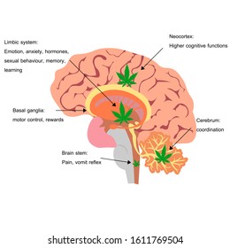 Cannabis And Brain, Cannabis Effect On Each Part Of Brain, Lymbic System, Neocortex , Basal Ganglia, Cerebral Cortex, Amygdala, Hypothalamus, Brain Stem, Hippocampus, Cerebellum, Cerebrum.