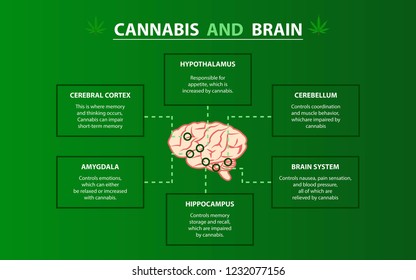 Cannabis And Brain, Cannabis, Hemp, Marijuana Effect Each Part Of Brain, Cerebral Cortex, Amygdala, Hypothalamus, Hippocampus, Cerebellum, Brain System