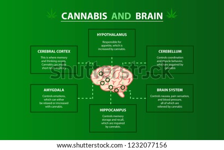 Cannabis Brain Cannabis Hemp Marijuana Effect Stock Vector (Royalty ...