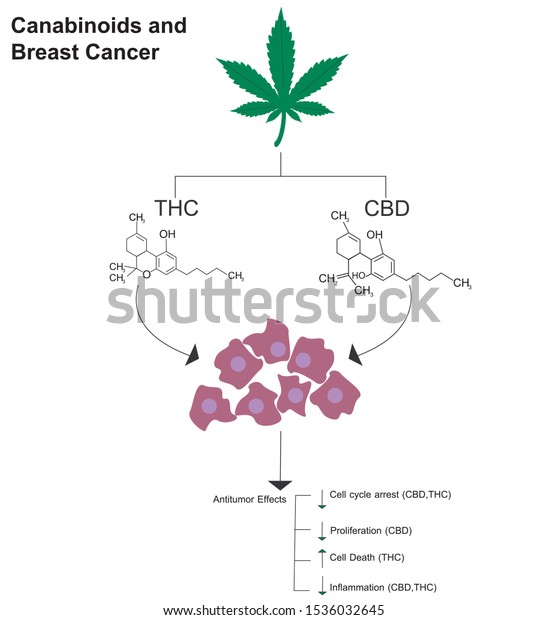 Cannabis Cannabinoids Breast Cancer 스톡 벡터(로열티 프리) 1536032645 | Shutterstock