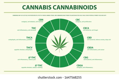 Cannabis Cannabinoids Horizontal Infographic Illustration About Stock ...