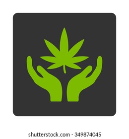 Cannabis Care vector icon. Style is flat rounded square button, eco green and gray colors, white background.