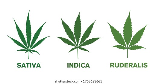 Cannabis CBD sativa, indica and ruderalis leaves on white background. Vector illustration. Eps 10 vector file.