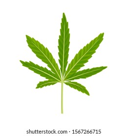 Cannabis Detailed Leaf Vector Illustrated Object Isolated On White Background