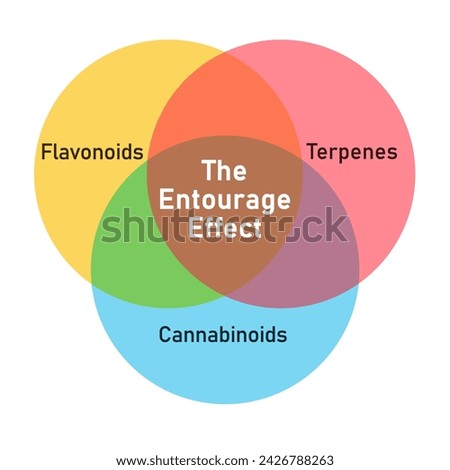 Cannabis Entourage Effect between cannabinoids, terpenes and flavonoids as a Venn diagram infographic. Colourful vector illustration against a white background. Recreational and medicinal marijuana.