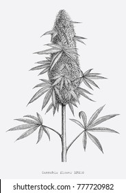 Cannabis flower hand drawing vintage engraving style isolate on white background
