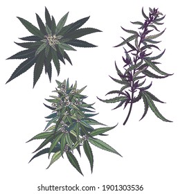 Cannabis flowers and leaves. Vector hand drawn outline illustrations of green plant