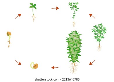 Estadios de germinación de cannabis. Infografía del crecimiento de cannabis. Ciclo de cultivo de plantas.