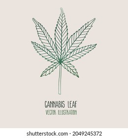 Cannabis green leaf vector illustration isolated on white background.
